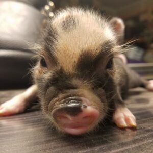 Juliana micro piglets