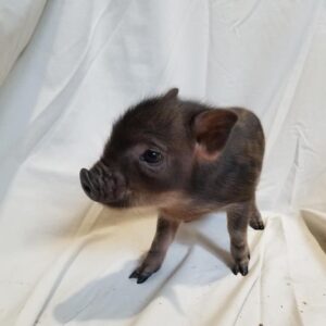 Juliana micro pigs for sale