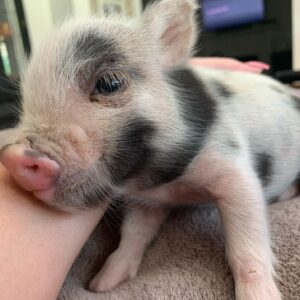Juliana mini pigs for sale