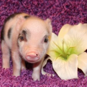 Juliana mini pigs for sale 