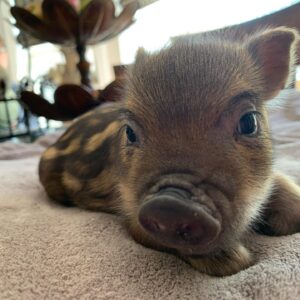 Juliana mini piglet