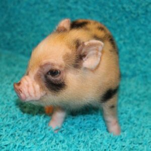 Male Juliana mini pig for sale